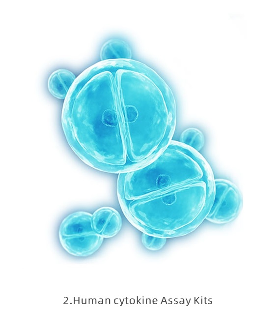 2.Human cytokine Assay Kits